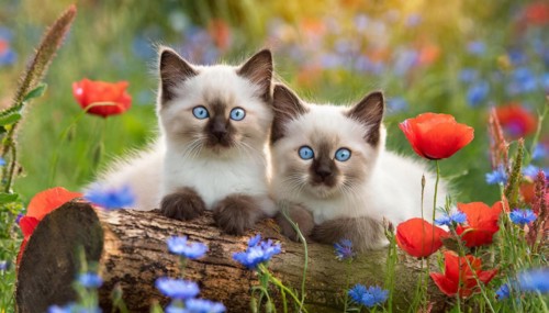 KI generated, animal, animals, mammal, mammals, cat, felidae (Felis catus), two kittens lying in a