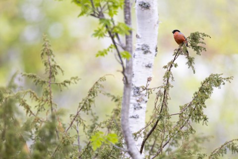 Eurasian bullfinch (Pyrrhula pyrrhula), adult male feeding, Ovre Pasvik National Park,