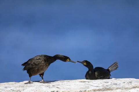 Common shag (Phalacrocorax aristotelis), pair eyeing each other, Hornoya Island, Vardo, Varanger,