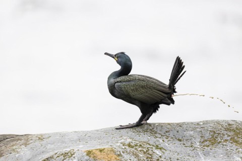 Common shag (Phalacrocorax aristotelis) defecating, Hornoya Island, Vardo, Varanger, Finnmark,
