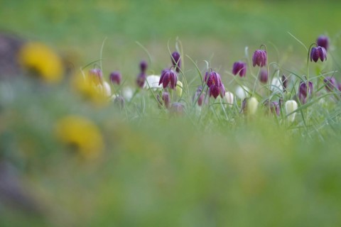 Charming chequerboard flower, spring, Germany, Europe