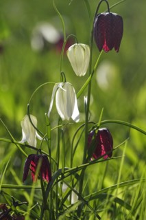 Enchanting chequerboard flowers, April, Germany, Europe