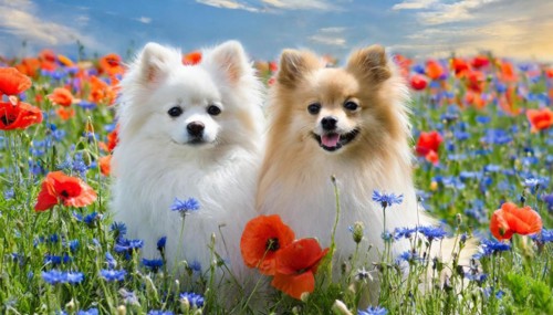 KI generated, animal, animals, mammal, mammals, dwarf spitz, Spitz, (Canis lupus familiaris), dog,