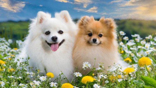 KI generated, animal, animals, mammal, mammals, a, single animal, dwarf spitz, Spitz, (Canis lupus