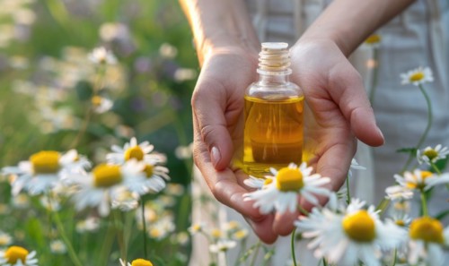 Hands holding bottle of chamomile essential oil, organic cosmetic, beauty in nature, closeup view