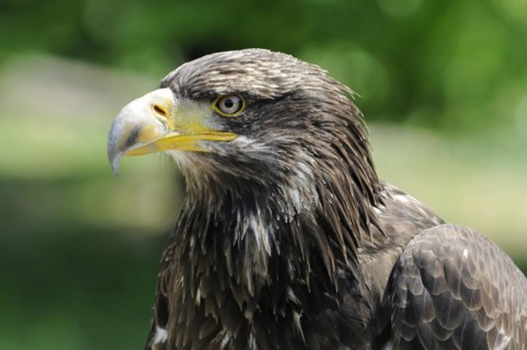 White-tailed eagle (Haliaeetus albicilla) juvenile, detailed image of a white-tailed eagle with