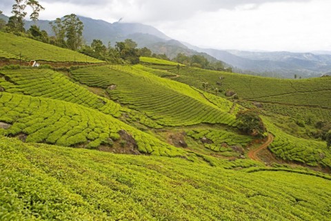 Green hills with tea plantations in Munnar, Kerala, India, Asia
