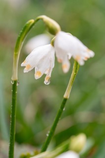 Spring snowflake (Leucojum vernum), close-up of flower from the side with dewdrops, Velbert,