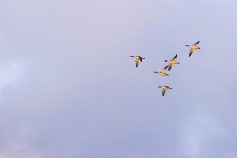 Red-breasted Merganser (Mergus serrator), small flock in flight, Laanemaa, Estonia, Europe