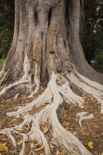 Close-up of long Ficus elastica, Rubber Plant tree roots and trunk in summer, Seville, Spain,