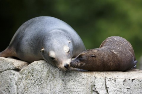 California sea lion (Zalophus californianus), An adult sea lion and a juvenile showing love and