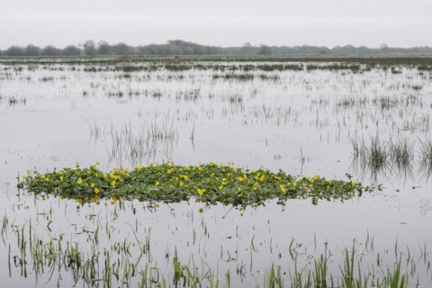 Marsh marigolds (Caltha palustris) in a wet meadow, Lower Saxony, Germany, Europe