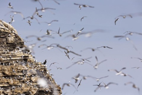Black-legged kittiwake (Rissa tridactyla), colony in flight and on breeding rocks, with a single