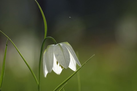 Enchanting chequerboard flower, April, Germany, Europe