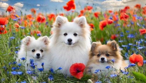 KI generate, animal, animals, mammal, mammals, dwarf spitz, Spitz, (Canis lupus familiaris), dog,