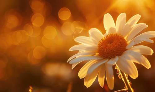 Close-up of a daisy in sunlight AI generated