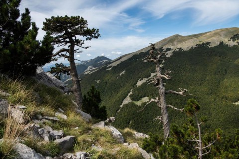 Pollino national park, Pinus heldreichii, italy