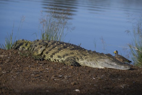 Nile crocodile (Crocodylus niloticus) Mziki Private Game Reserve, North West Province, South