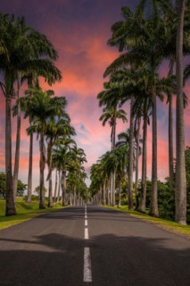 The famous palm avenue l'Allee Dumanoir. Landscape shot from the centre of the street into the