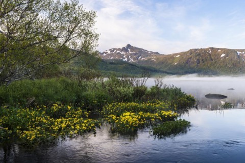 Landscape in the Lofoten Islands. Lake Lilandsvatnet with mountains in the background. Yellow