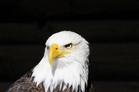 Bald eagle, Haliaeetus leucocephalus, frontal view of a bald eagle on a black background, effective