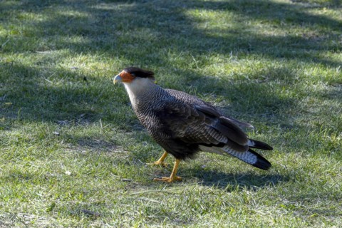 Southern crested caracara (Caracara plancus), birdlife, Lago Pehoe, Torres del Paine National Park,