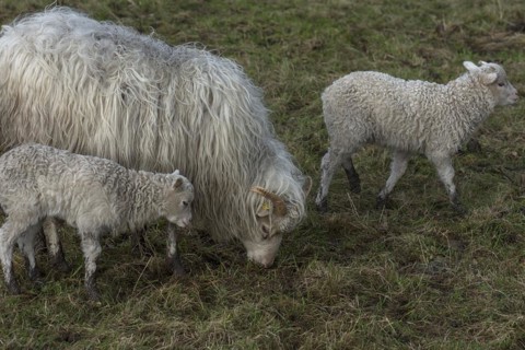 Horned moorland sheep (Ovis aries) with their lambs on the pasture, Mecklenburg-Western Pomerania,