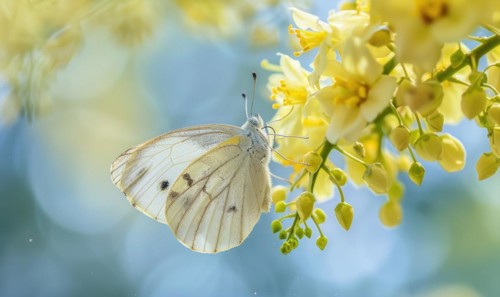 A close-up of a butterfly resting on a laburnum blossom AI generated
