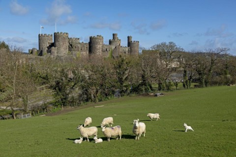 Sheep, lambs, castle, Conwy, Wales, Great Britain