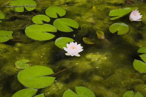 Close-up of pink and yellow Nymphaea, Waterlily flowers and green lily pads floating on surface of