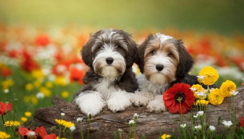 KI generated, animal, animals, mammal, mammals, bobtail, (Canis lupus familiaris), dog, dogs,