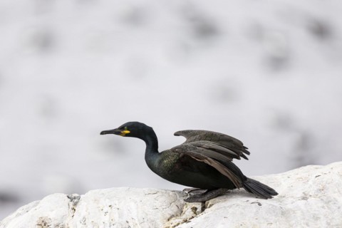 Common shag (Phalacrocorax aristotelis) crouching just in front of take-off, Hornoya Island, Vardo,