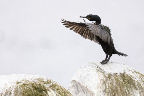 Common shag (Phalacrocorax aristotelis) flapping its wings, Hornoya Island, Vardo, Varanger,