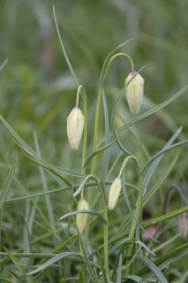Charming chequerboard flower, spring, Germany, Europe