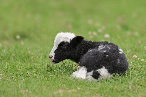Jacob sheep (Ovis ammon f. aries), lamb, Lower Saxony Germany
