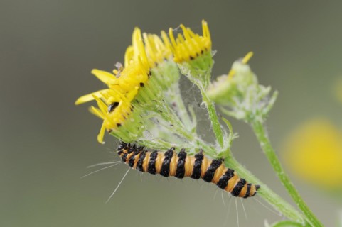 Blood bear (Tyria jacobaeae), caterpillar, North Rhine-Westphalia, Germany, Europe