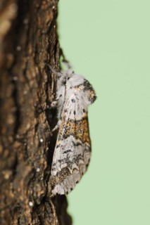 Sallow kitten moth (Furcula furcula), North Rhine-Westphalia, Germany, Europe