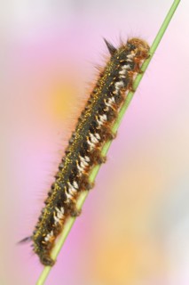 Drinker moth (Euthrix potatoria), caterpillar, North Rhine-Westphalia, Germany, Europe