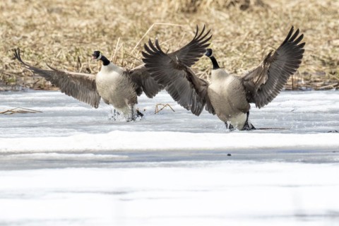 Canada geese (branta canadensis), pair landing on a frozen marsh, Lac Saint-Pierre biosphere