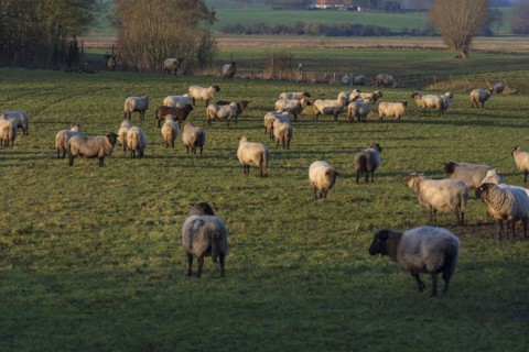 Black-headed domestic sheep (Ovis gmelini aries) on pasture, Mecklenburg-Western Pomerania,