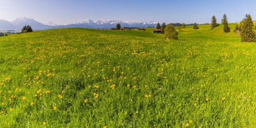 Common dandelion (Taraxacum sect. Ruderalia) in spring, meadow near Rieden am Forggensee,