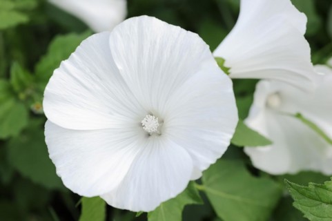 Annual mallow (Lavatera trimestris), flower, ornamental plant, North Rhine-Westphalia, Germany,