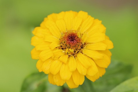 Zinnia (Zinnia elegans, Zinnia violacea), flower, ornamental plant, North Rhine-Westphalia,