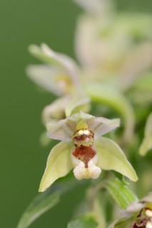 Broad-leaved helleborine or broad-leaved marsh orchid (Epipactis helleborine), flower, North