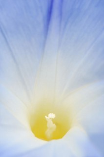 Three-colored morning glory (Ipomoea tricolor), detail of the flower, native to Mexico, ornamental