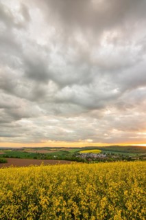 Landscape at sunrise. Beautiful morning landscape with fresh yellow rape fields in spring. Small