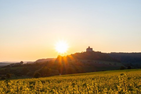 Landscape at sunrise. Beautiful morning landscape with fresh yellow rape fields in spring. Small