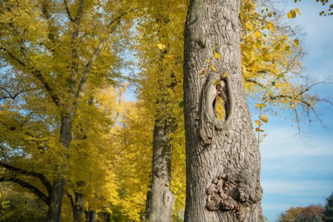 Deadwood structure Cave on avenue tree, cave runs through the entire tree, important habitat for