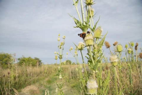 Red admiral butterfly (Vanessa atalanta) and Buff tailed bumble bee (Bombus terrestris) feeding on