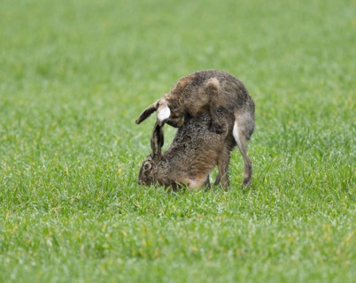 European hare (Lepus europaeus), mating, copula on a grain field, after mating the female hare